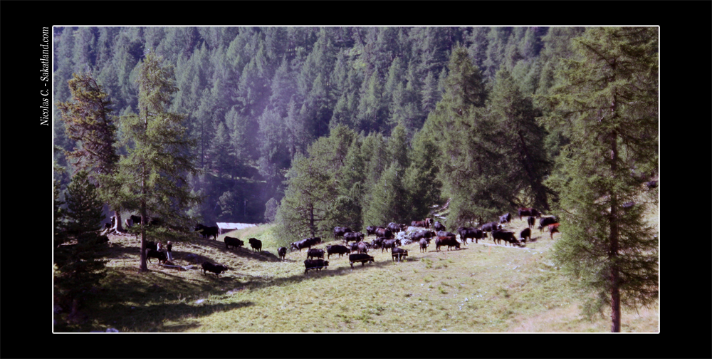 CH_Vallon_Vache.jpg