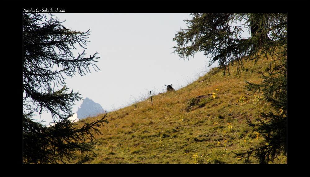 CH_Vallon_Vache2.jpg