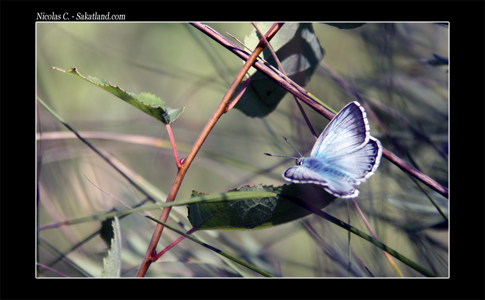 CH_Velo_Papillon.jpg
