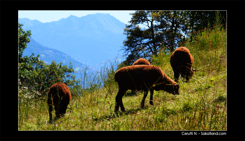 Bisse_Clavaux_Moutons.jpg