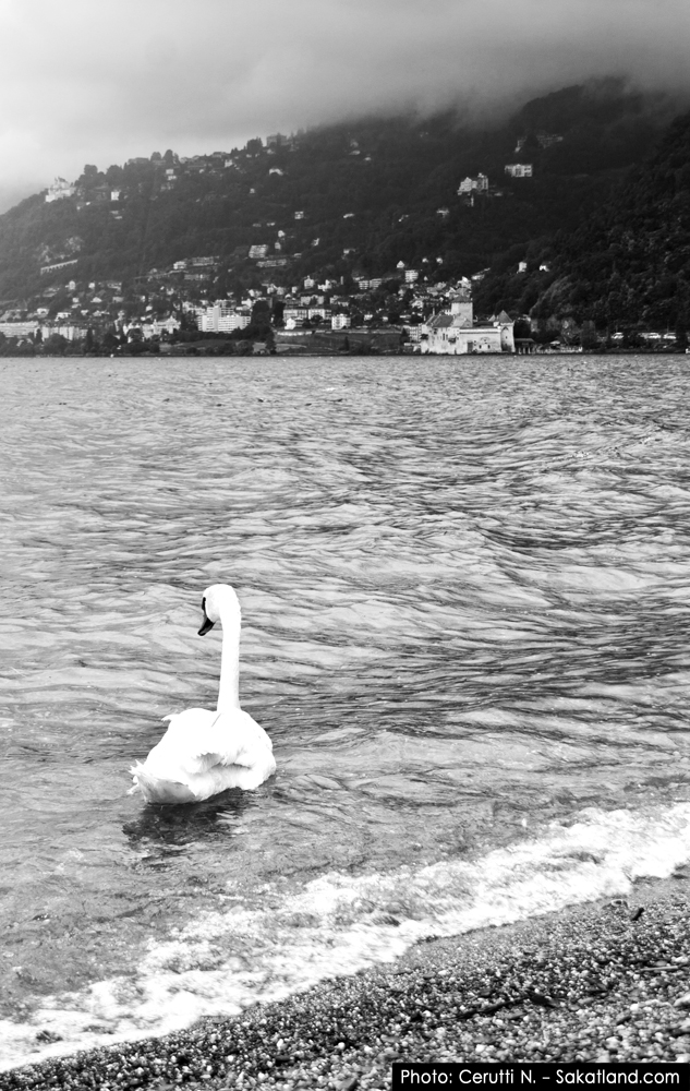 Chillon_Cygne.jpg