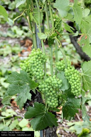 Montani-Grapes_P.jpg