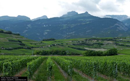 Montani-Vignes1_F.jpg