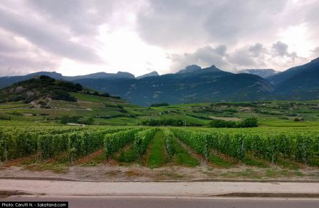 Montani-Vignes1.jpg