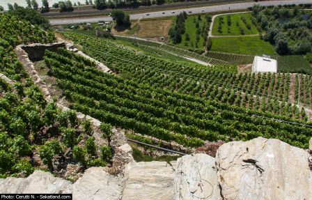Rouvinez-Vignes1.jpg