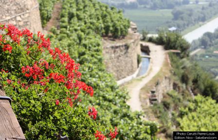 Rouvinez-Vignes2_P.jpg