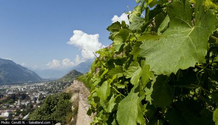 Rouvinez-Vignes3.jpg
