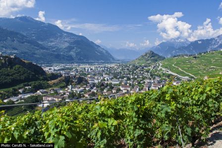 Rouvinez-Vignes4.jpg