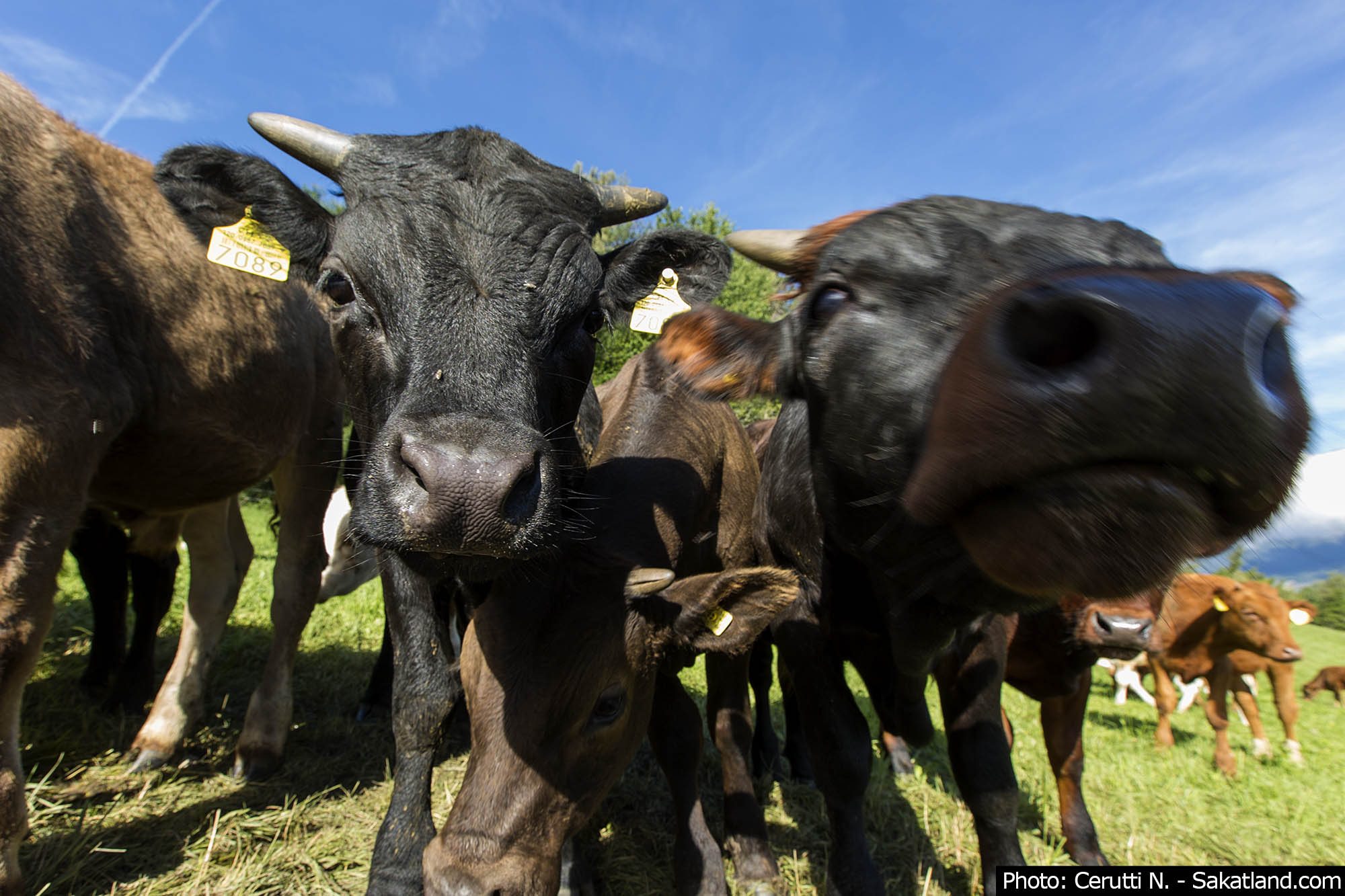 Vaches.jpg