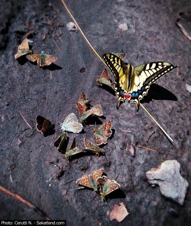 Derborence_Papillon1.jpg