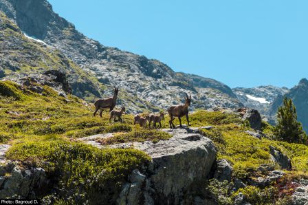 Emosson_Bouquetin13.jpg