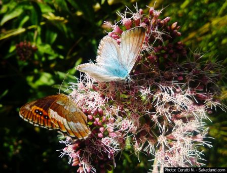 Leukerbard_Papillon2.jpg