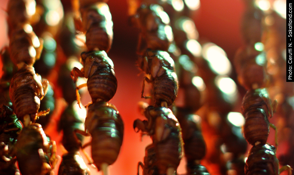 Donghuamen_Insects1.jpg