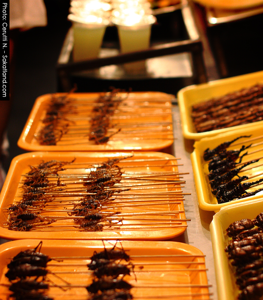 Donghuamen_Insects2.jpg