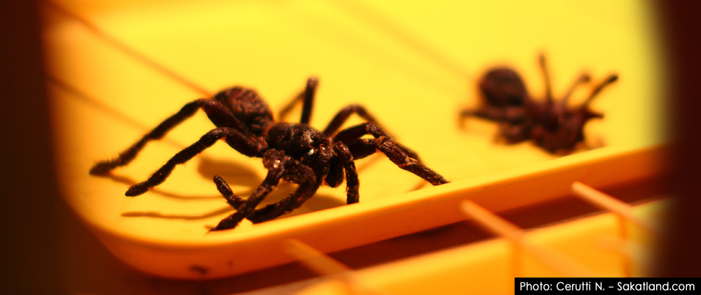 Donghuamen_Spider1.jpg