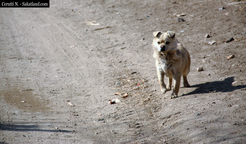Village_Dog.jpg