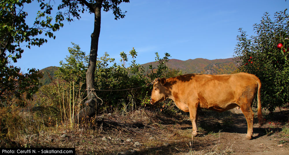 Tesso2_Various_Vache1.jpg