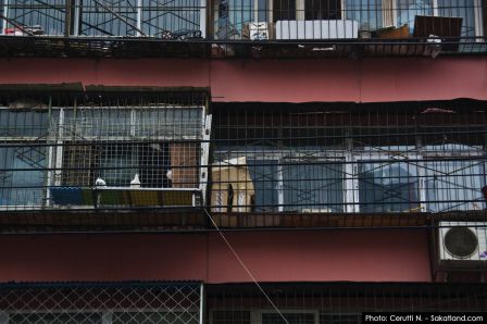 Daily-Beijing_Birds.jpg