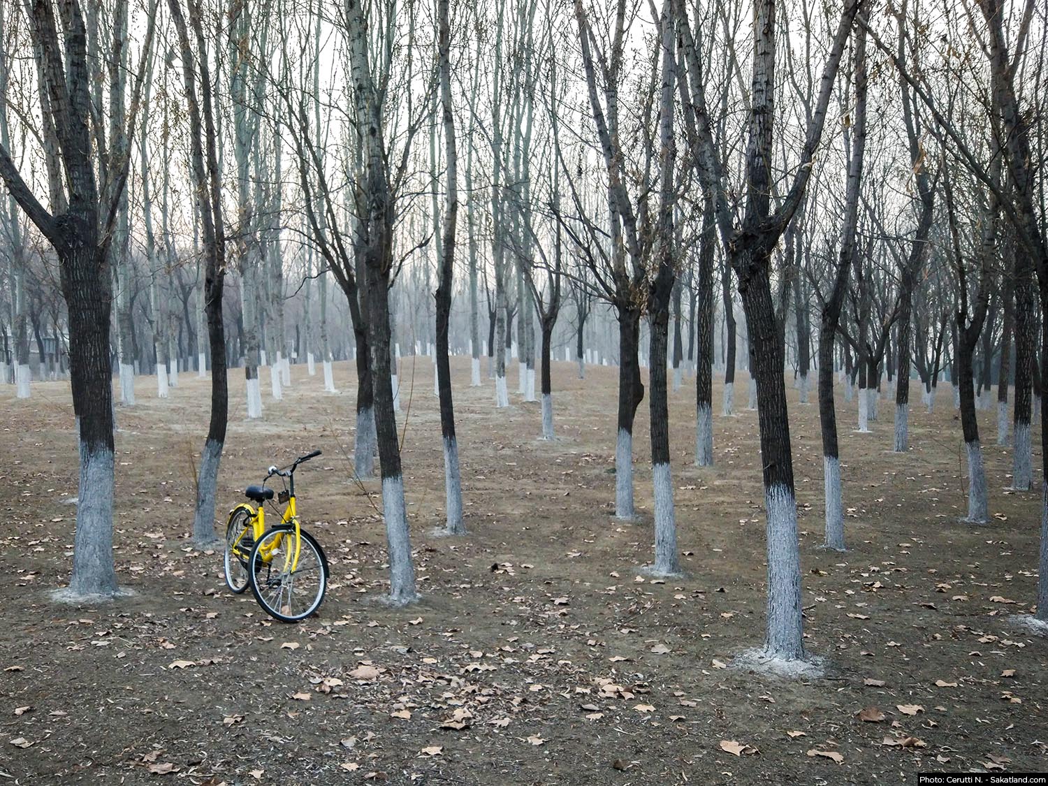 Velo_Alone1.jpg
