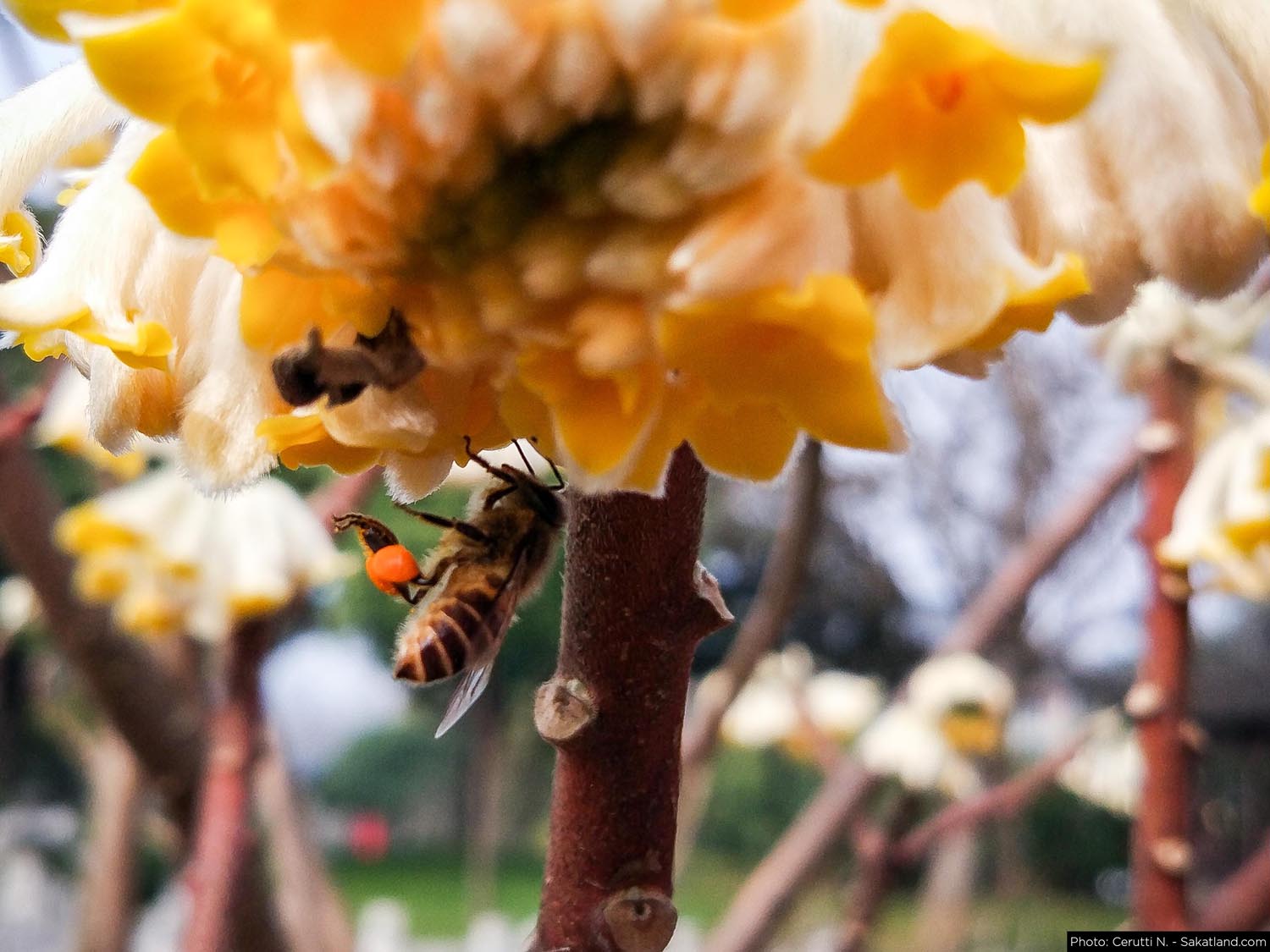 Various_Bee.jpg