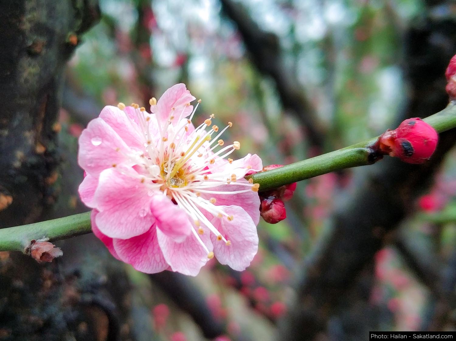 Various_Plum_Flower.jpg