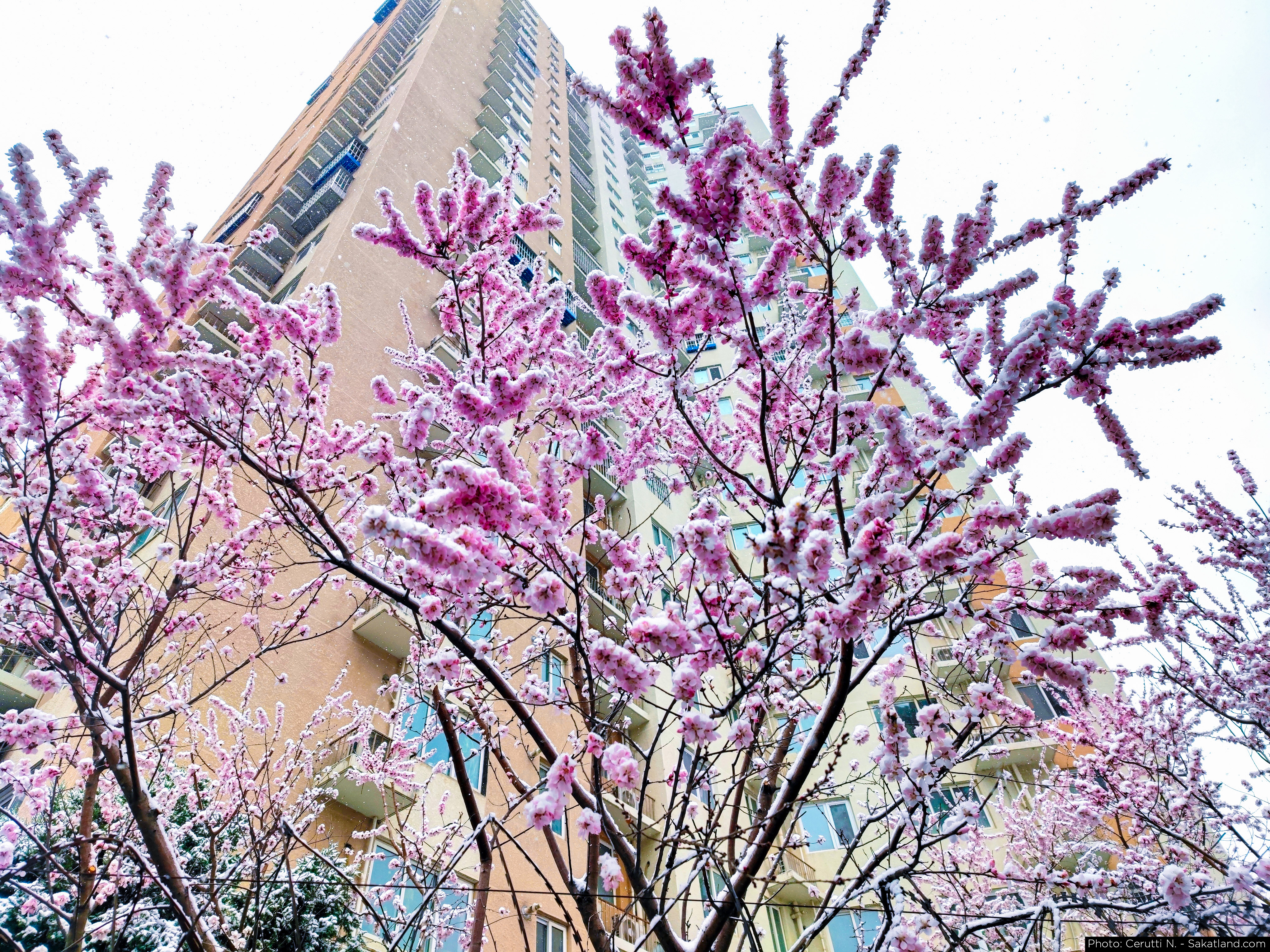 Beijing_Snow_01.jpg