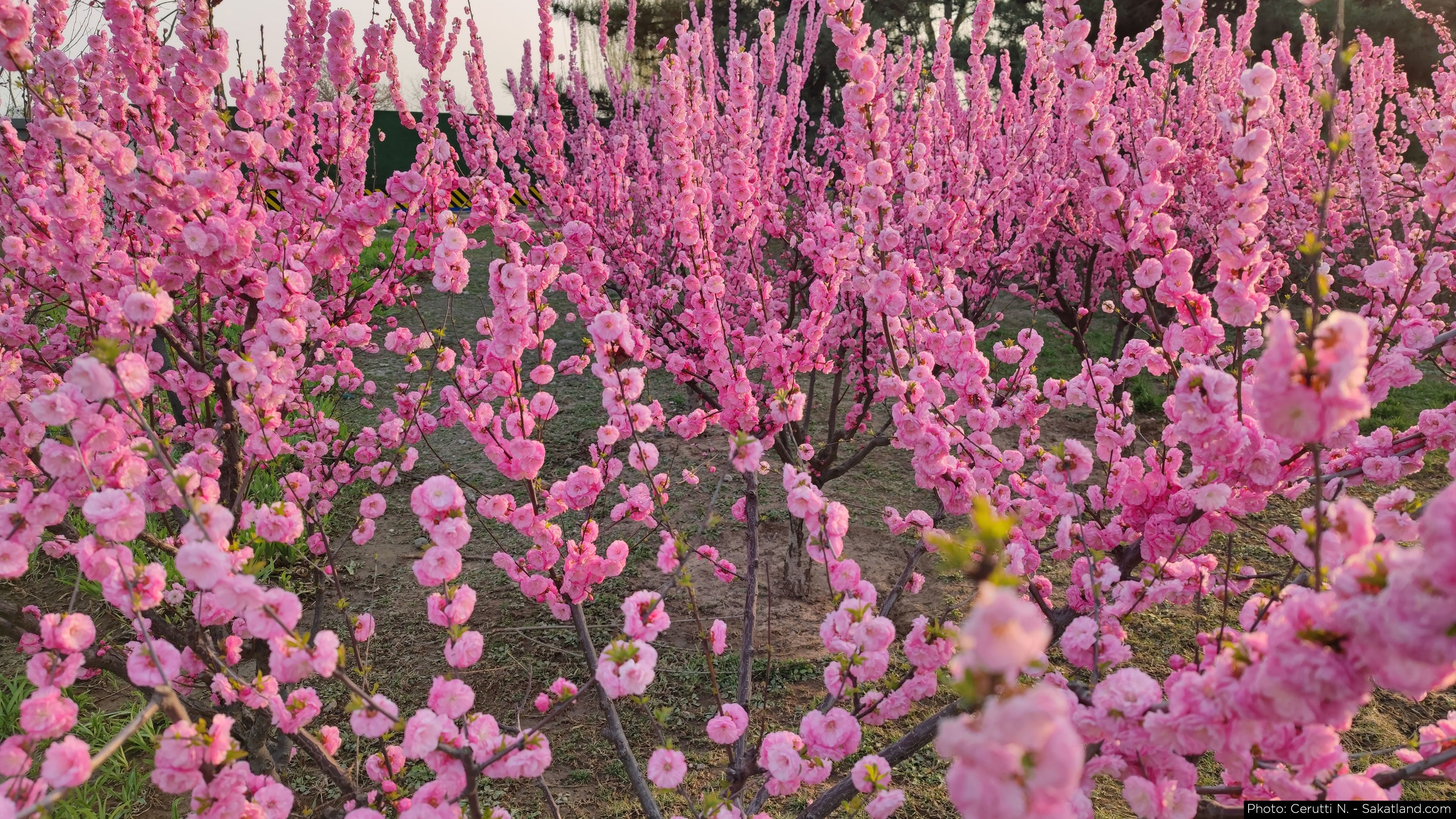 Changying_06.jpg