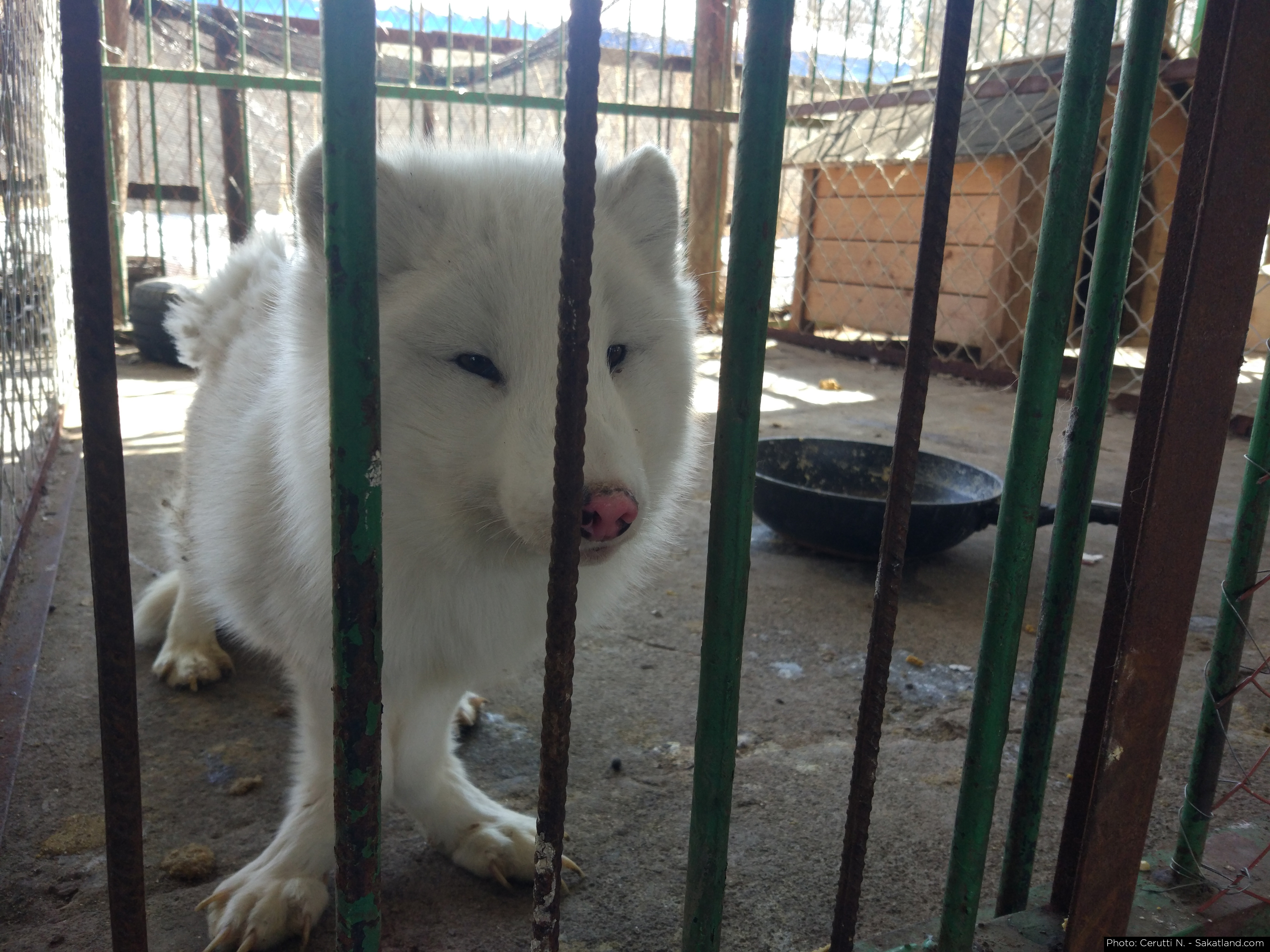 Shooting_Changbaishan_Snow_Fox.jpg