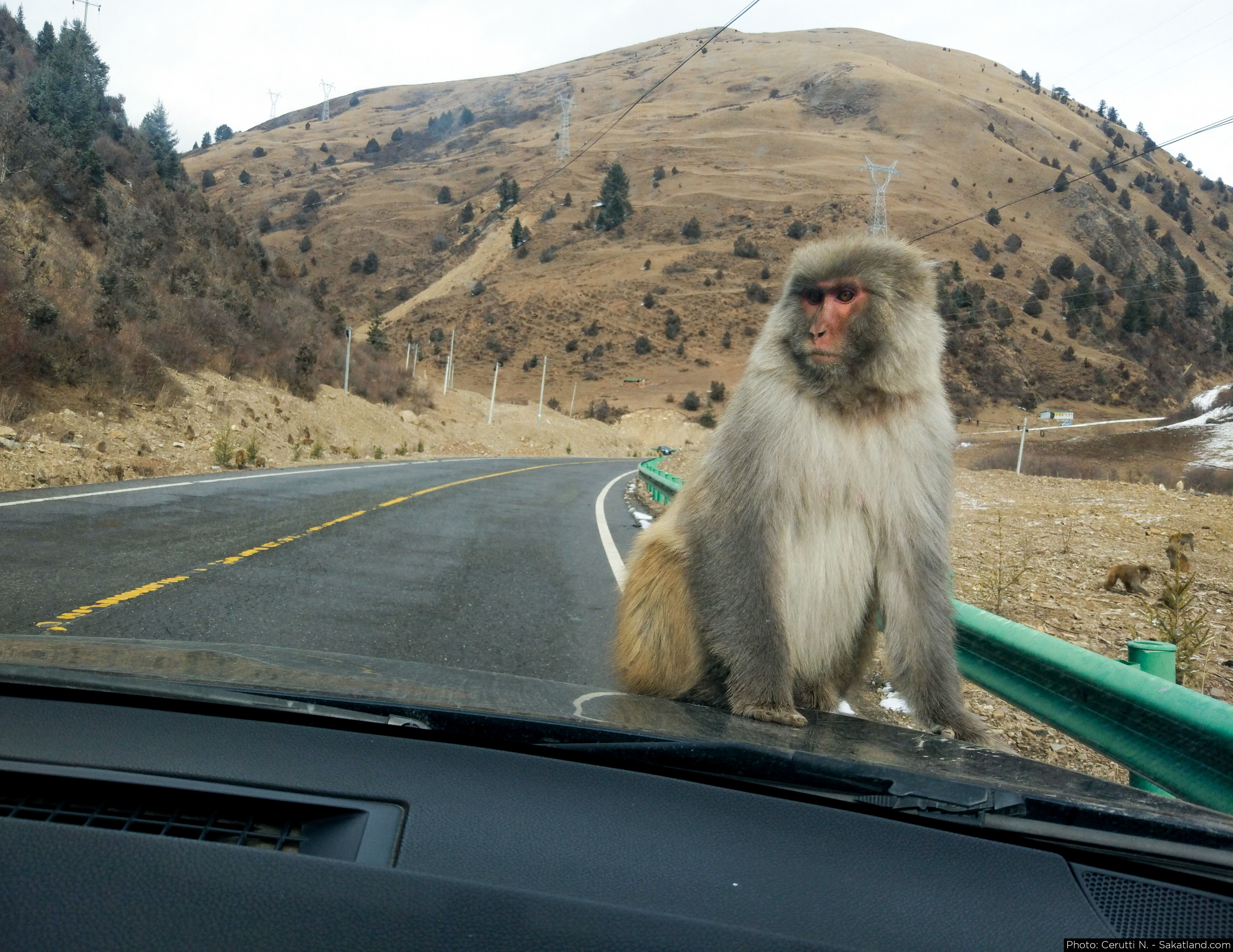 Monkeys_Invasion_01.jpg