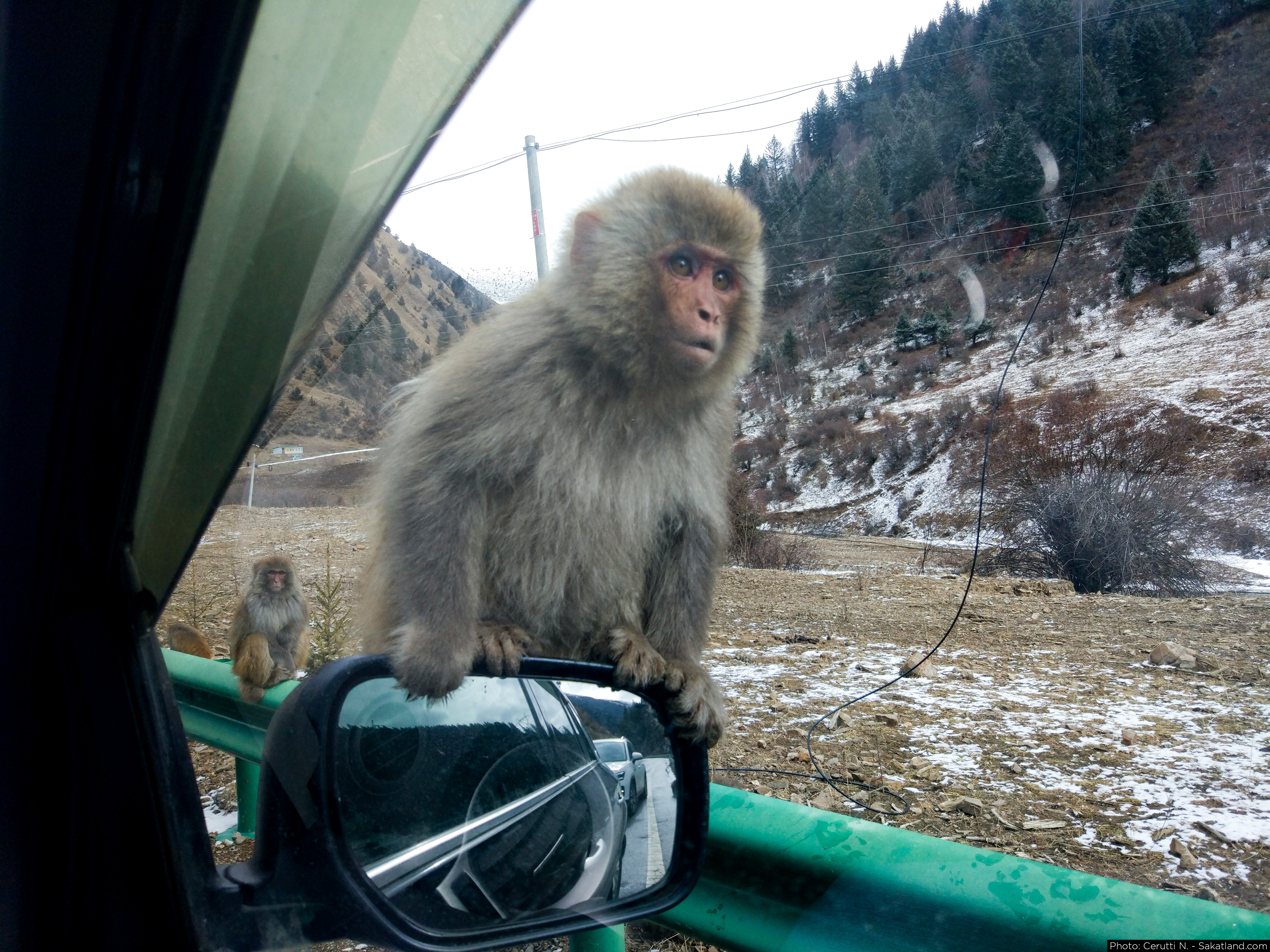 Monkeys_Invasion_02.jpg