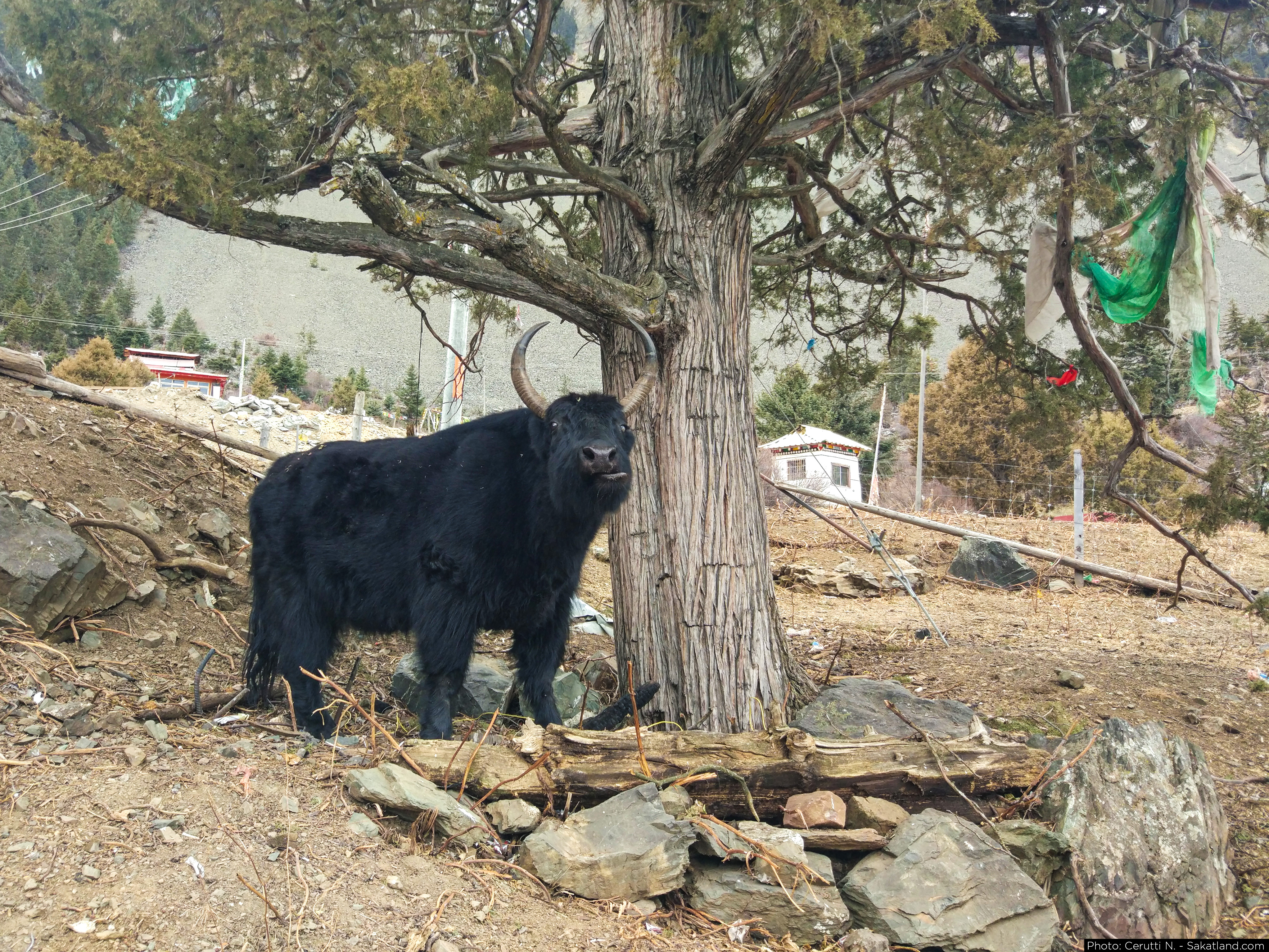 Xinlong_Cuoka_Yak.jpg