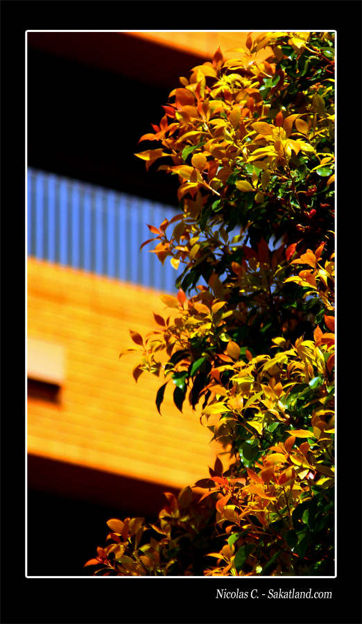 Ichigaya_Colortree.JPG