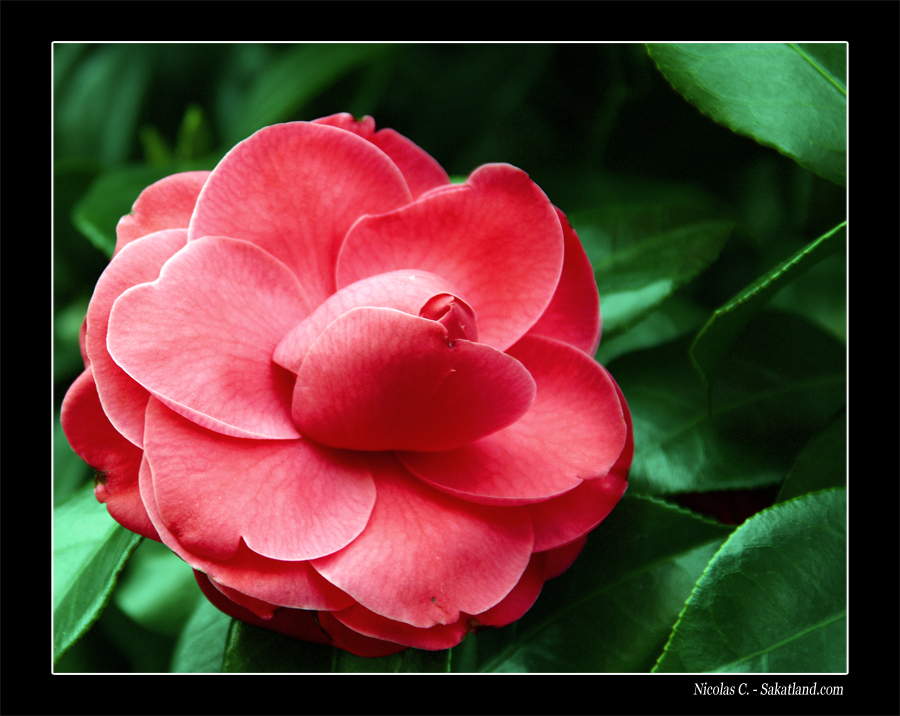 Ichigaya_Flower2.JPG