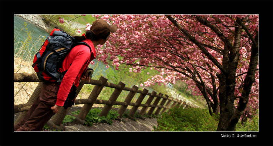 Trip_Junko_Sakura.jpg