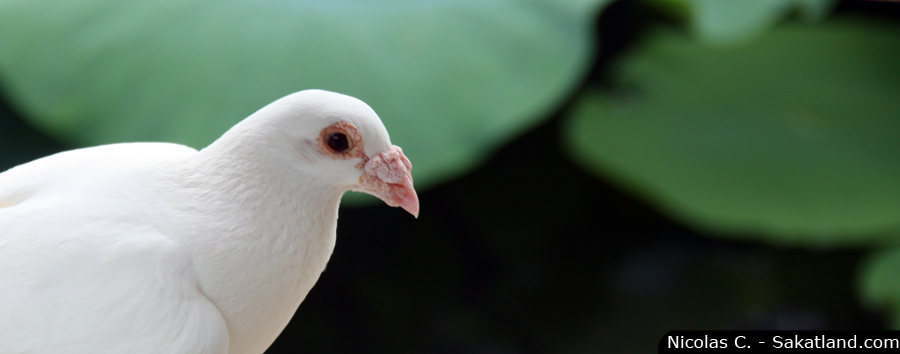 Vane_Tokyo_Colombe.JPG