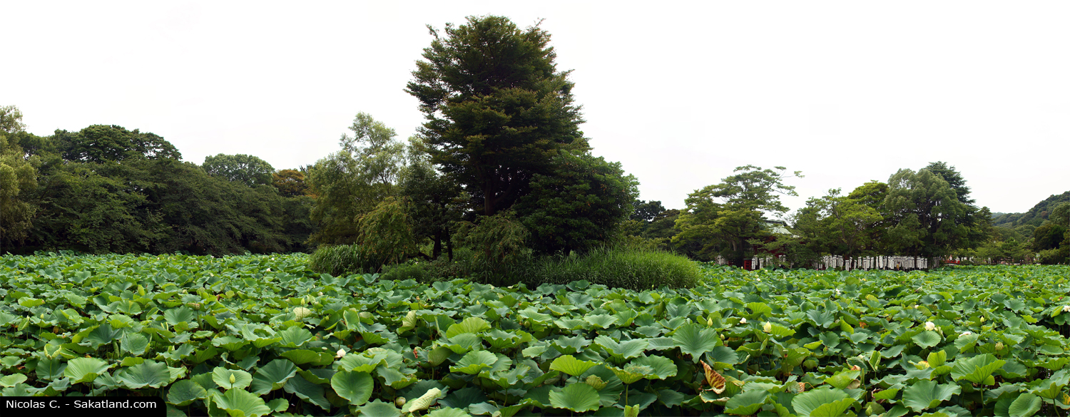 Vane_Tokyo_Nenuphar_Pano.jpg