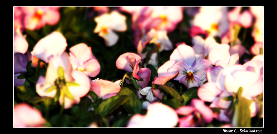 Yokohama_Fleurs.JPG