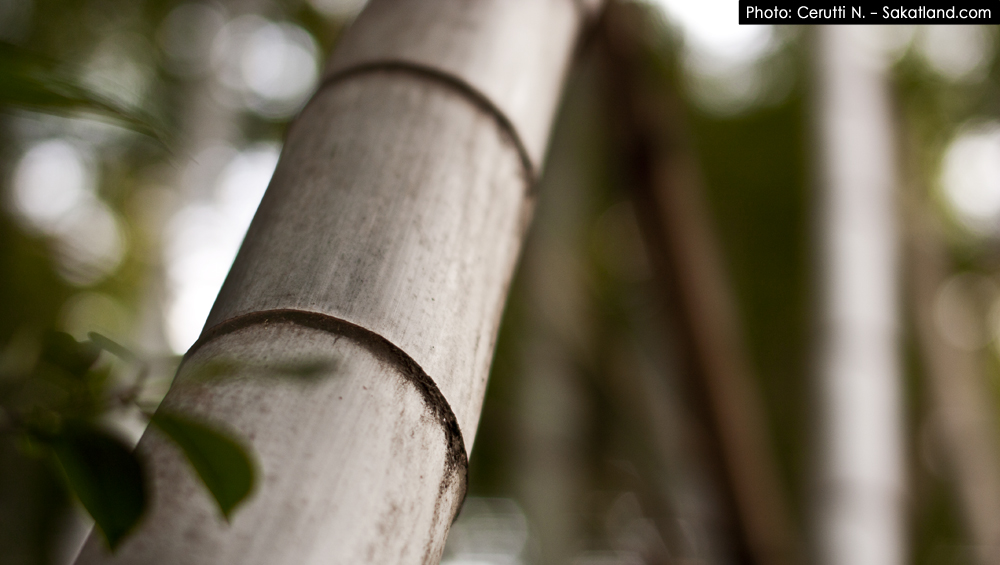 Fushimi_Bamboo1.jpg