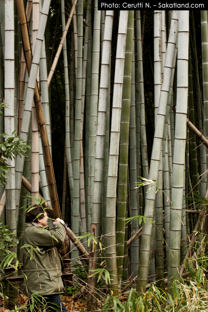 Fushimi_Bamboo2.jpg