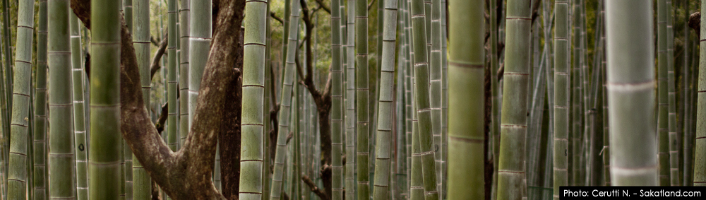 Fushimi_Bamboo3.jpg