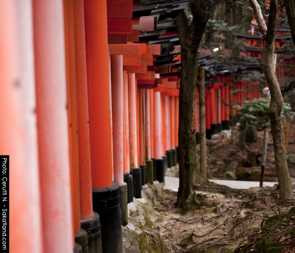 Fushimi_Tori10.jpg