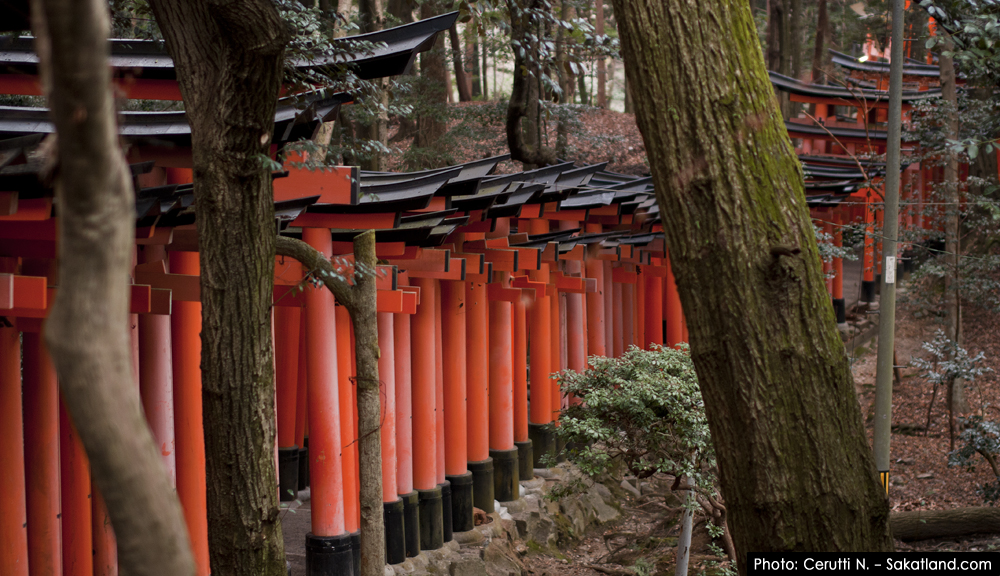 Fushimi_Tori8.jpg