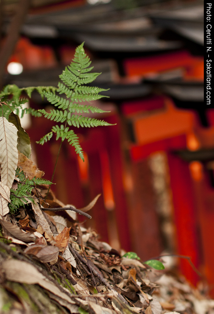 Fushimi_Weed.jpg