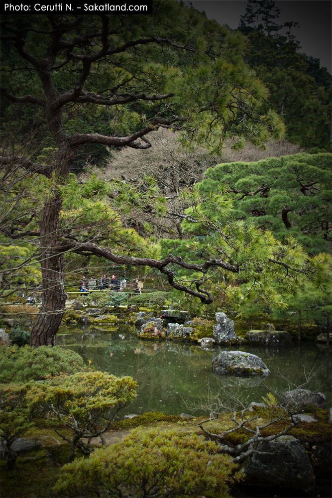 Ginkakuji_Tree.jpg