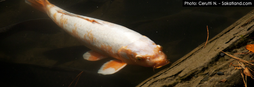 Kinkakuji_Fish.jpg