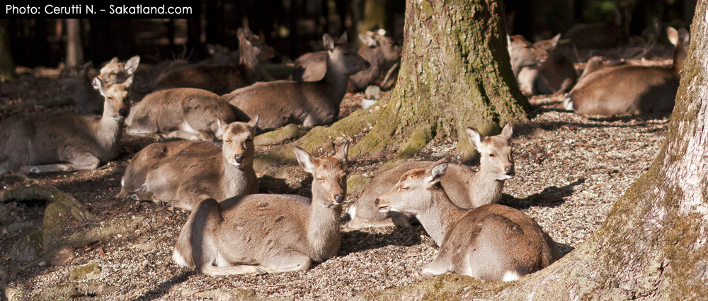 Nara_Deer3.jpg