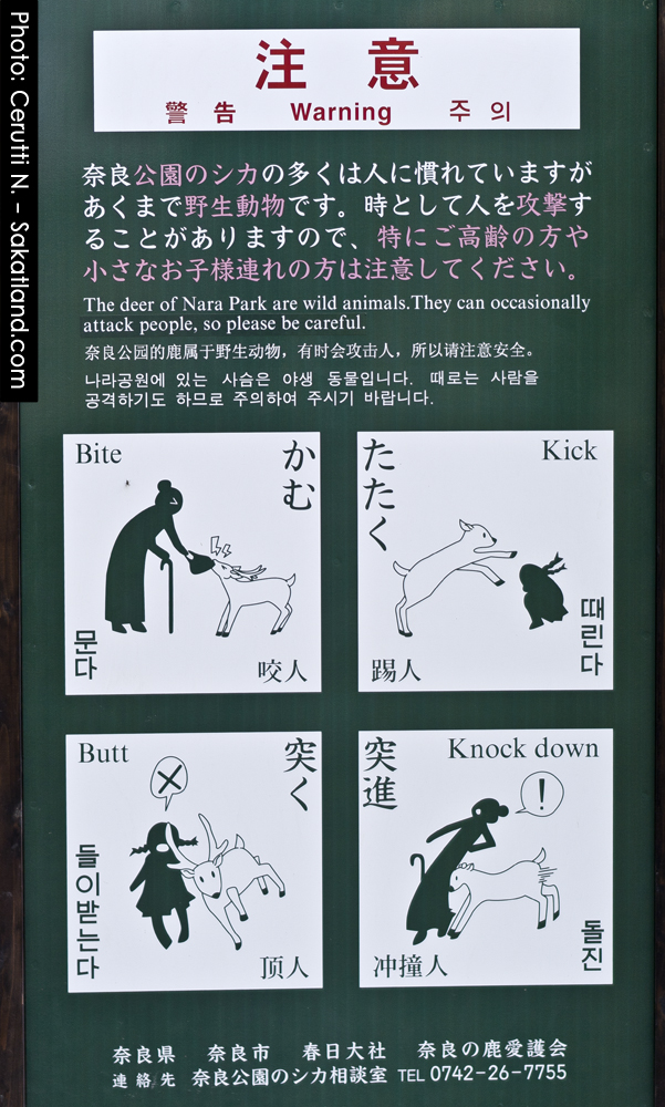 Nara_Deer4.jpg