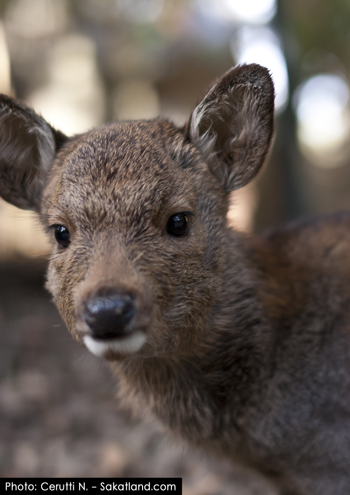 Nara_Deer5.jpg