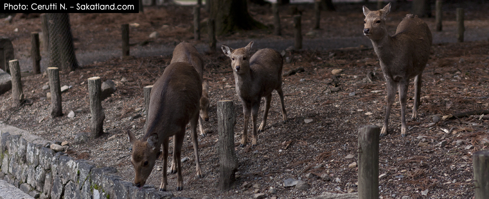Nara_Deer8.jpg