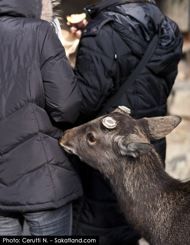 Nara_Deer9.jpg